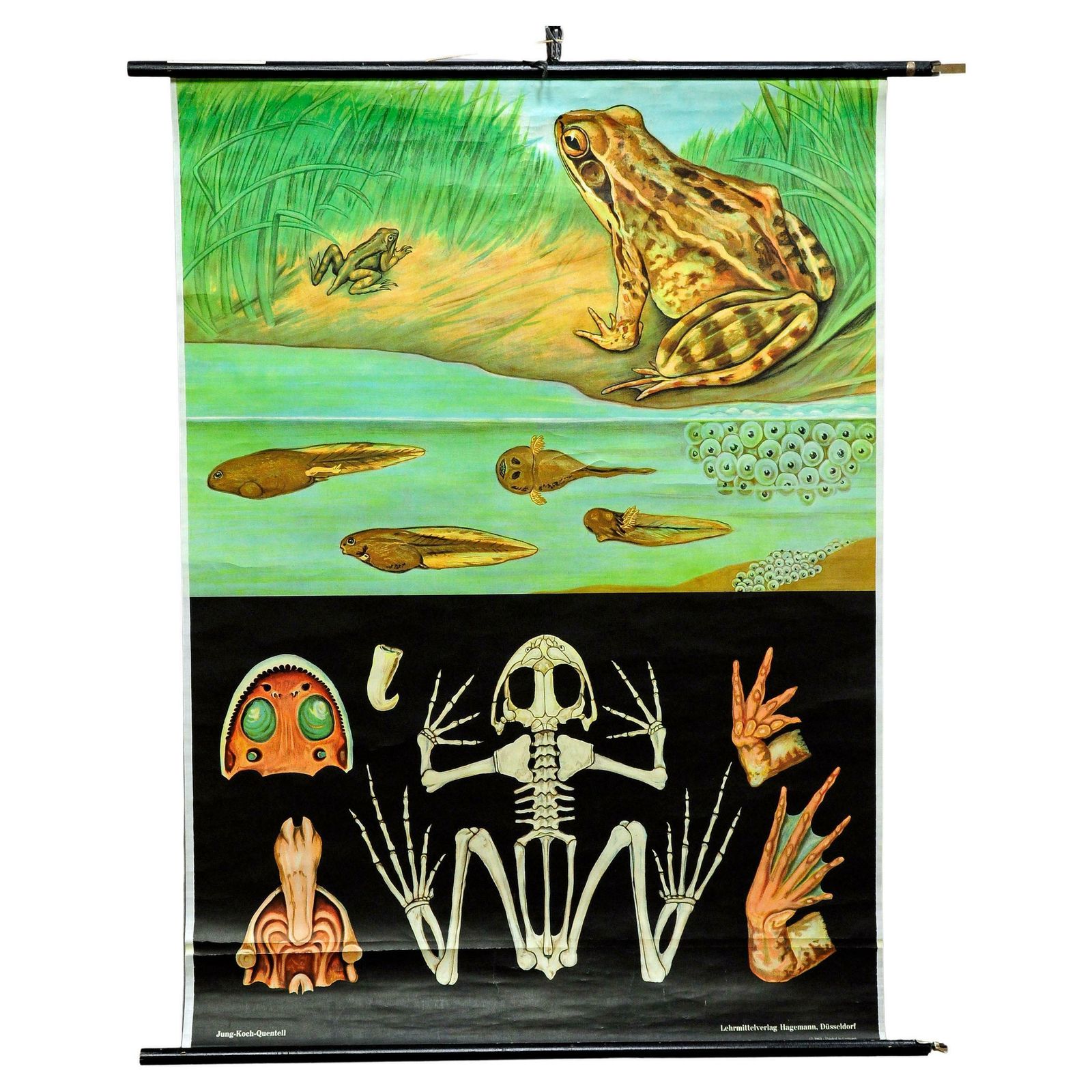 Countrylife Decorative Art Print Jung Koch Quentell Brown Common Frog Tadpole