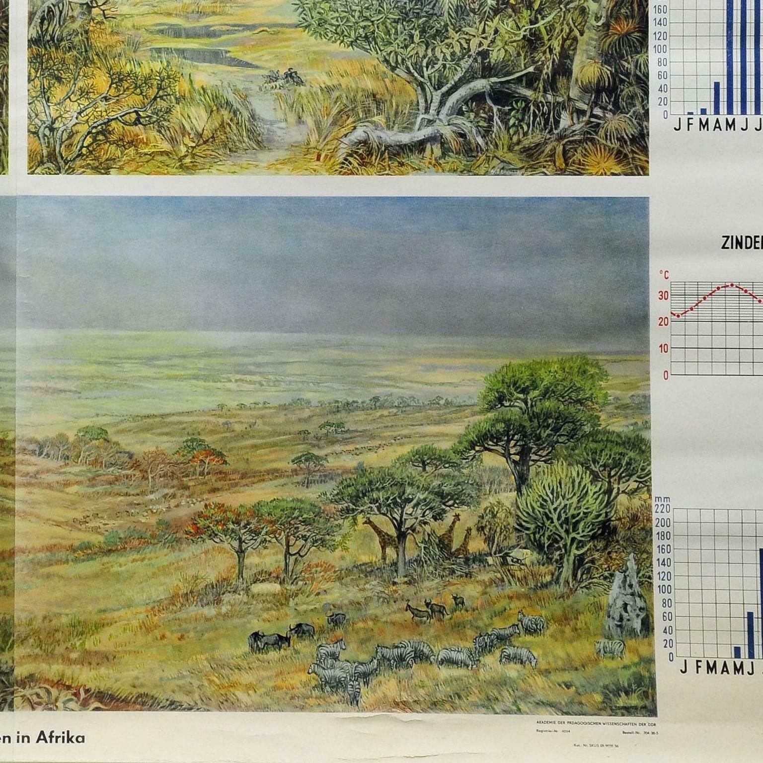 Vintage Cottagecore Rollable Wallchart Africa Savanna Landscape Weather Seasons photo 356.0