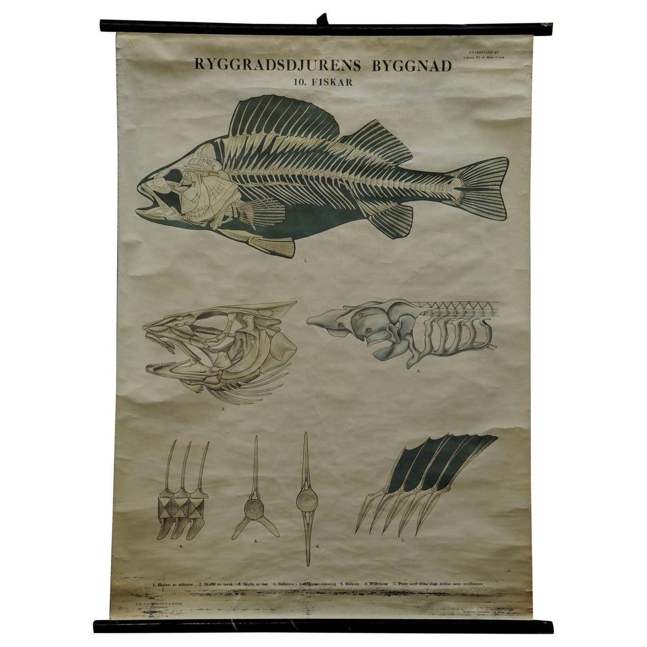 Swedisch Vintage Rollable Black And White Wall Chart Skeleton Of A Fish