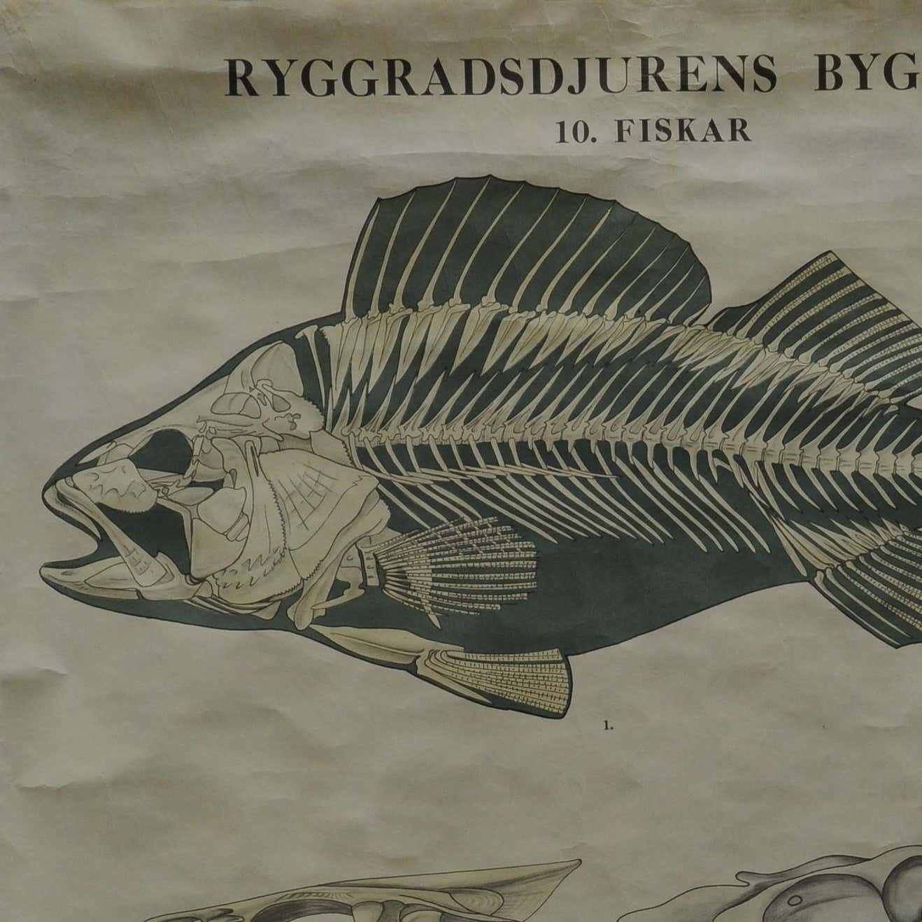 Swedisch Vintage Rollable Black And White Wall Chart Skeleton Of A Fish photo furniture
