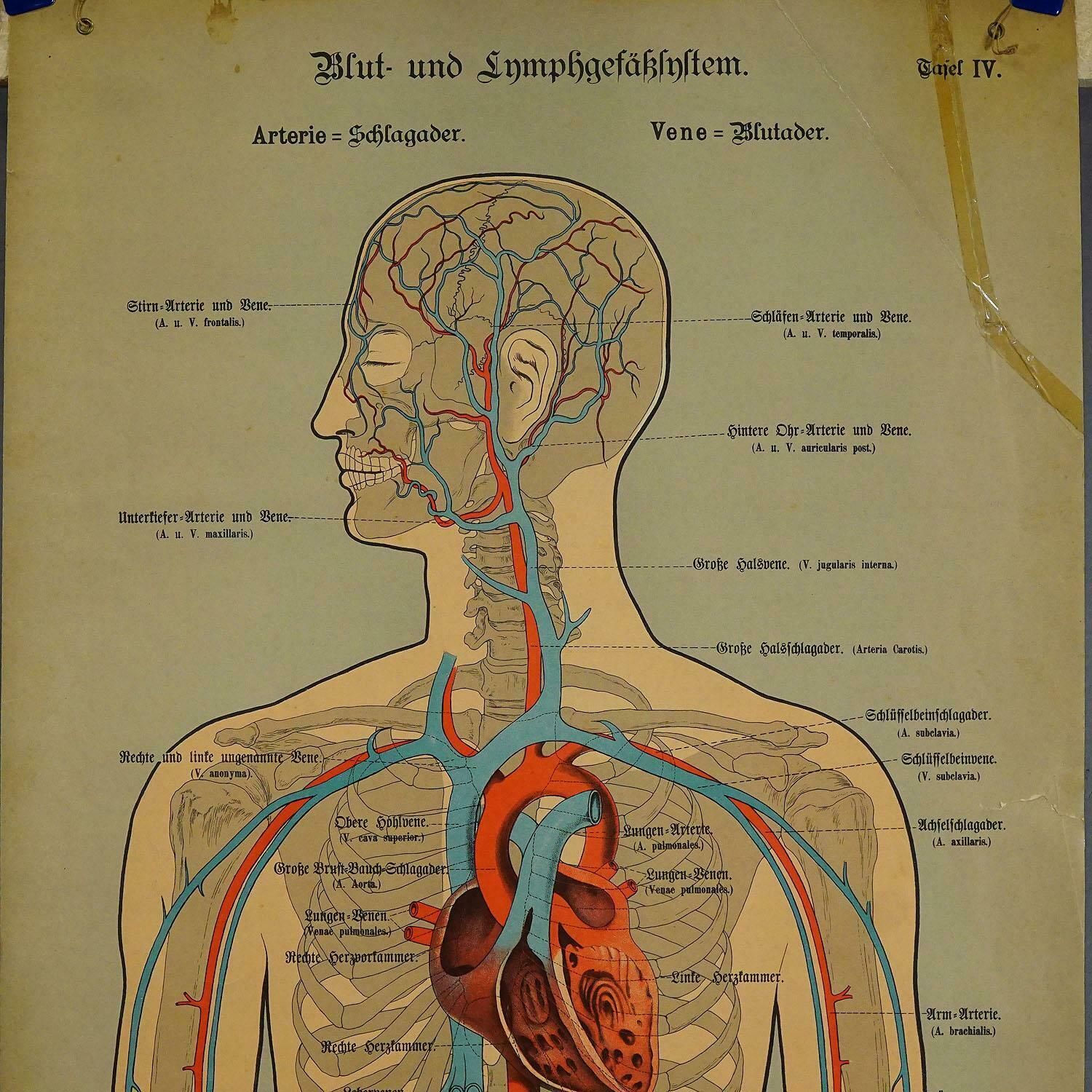 Anatomical Wall Chart Depicting The Human Lymphatic And Blood Vessels photo furniture