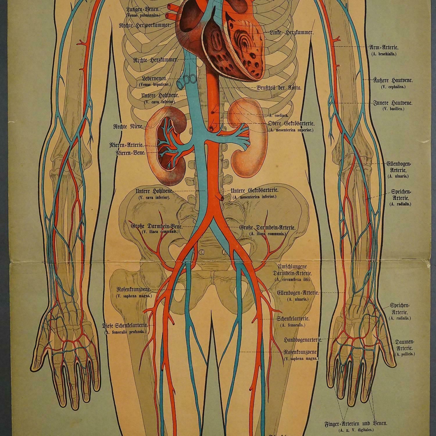 Anatomical Wall Chart Depicting The Human Lymphatic And Blood Vessels photo for sale