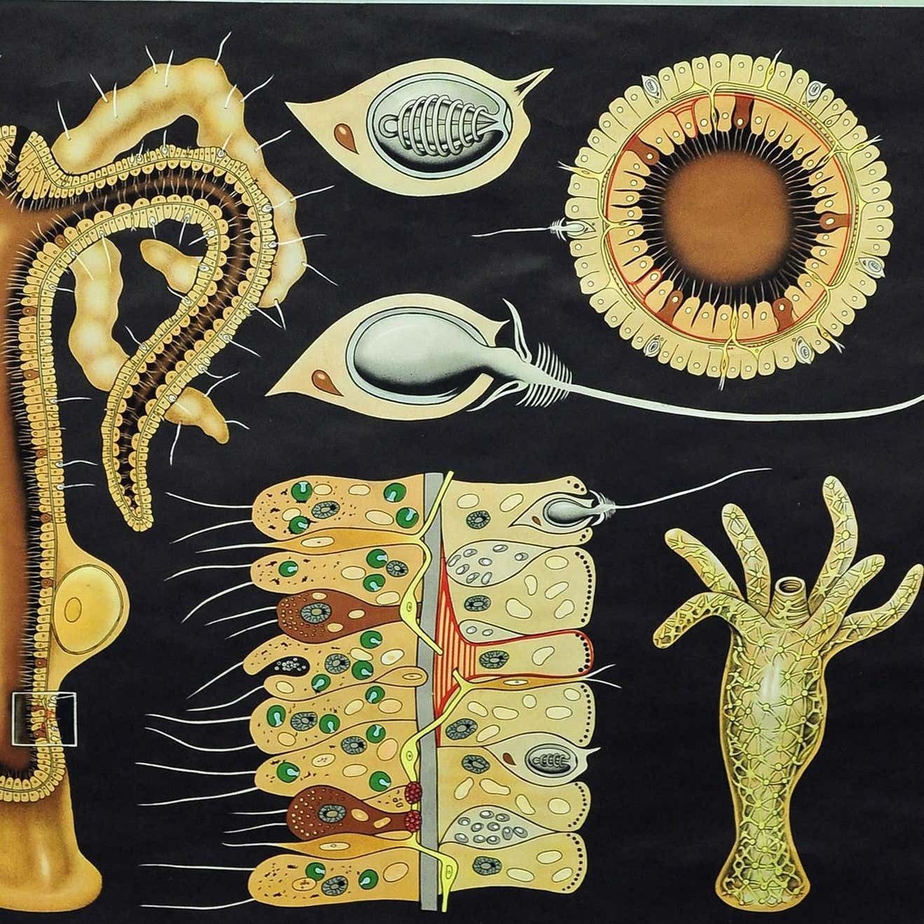 Natural Look Art Print By Jung Koch Quentell Wall Chart Freshwater Polyp photo 322.0