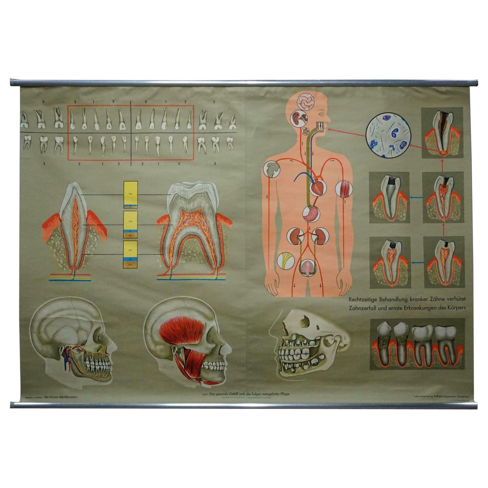 Human Body Poster Rollable Wall Chart Print Healthy Teeth Jaw Head