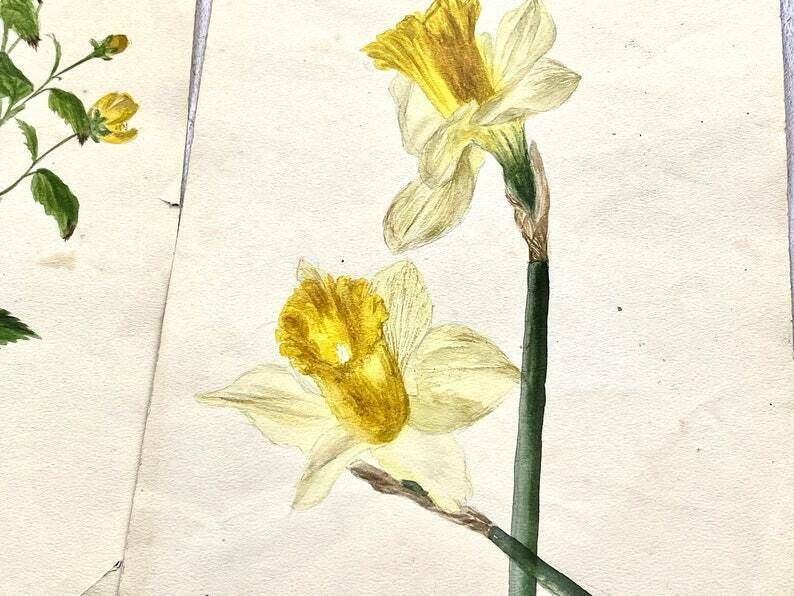 Collection Of Four Antique Floral Watercolour Paintings   Ethel Francis photo Art