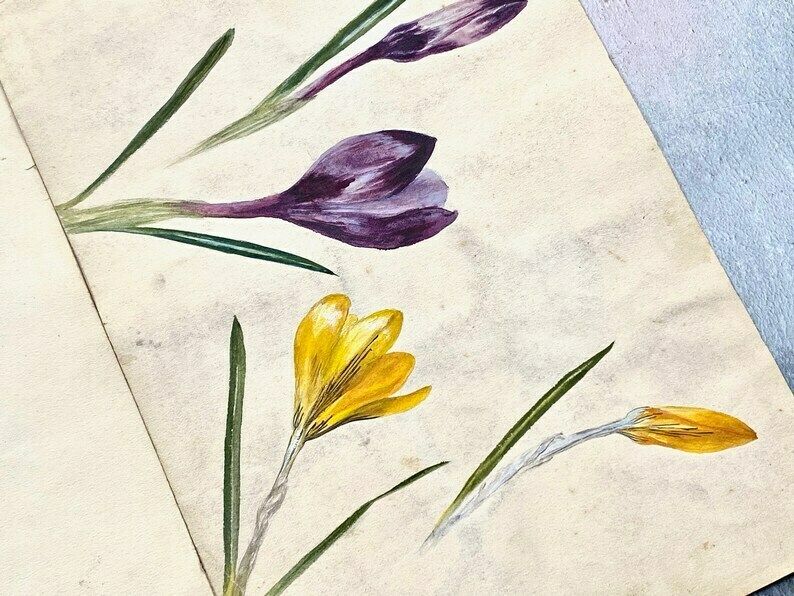 Collection Of Four Antique Floral Watercolour Paintings   Ethel Francis photo vintage