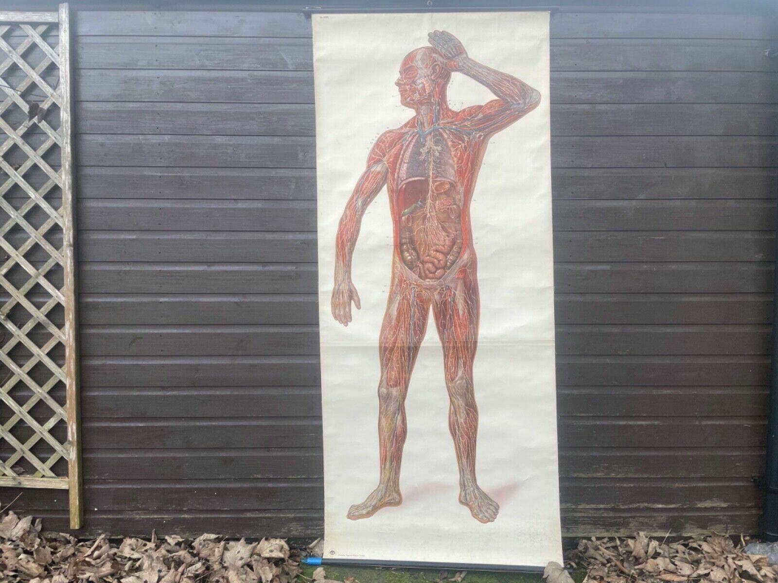 Vintage Full Body Lymphatic System Medical School Chart Anatomy Lymph ...