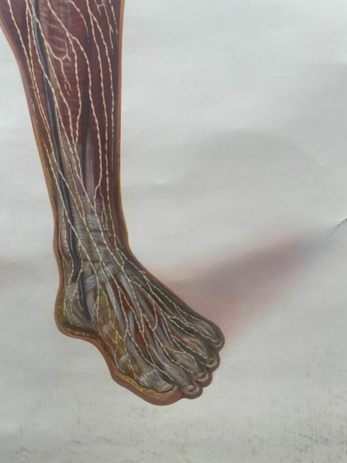 Vintage Full Body Lymphatic System Medical School Chart Anatomy Lymph ...
