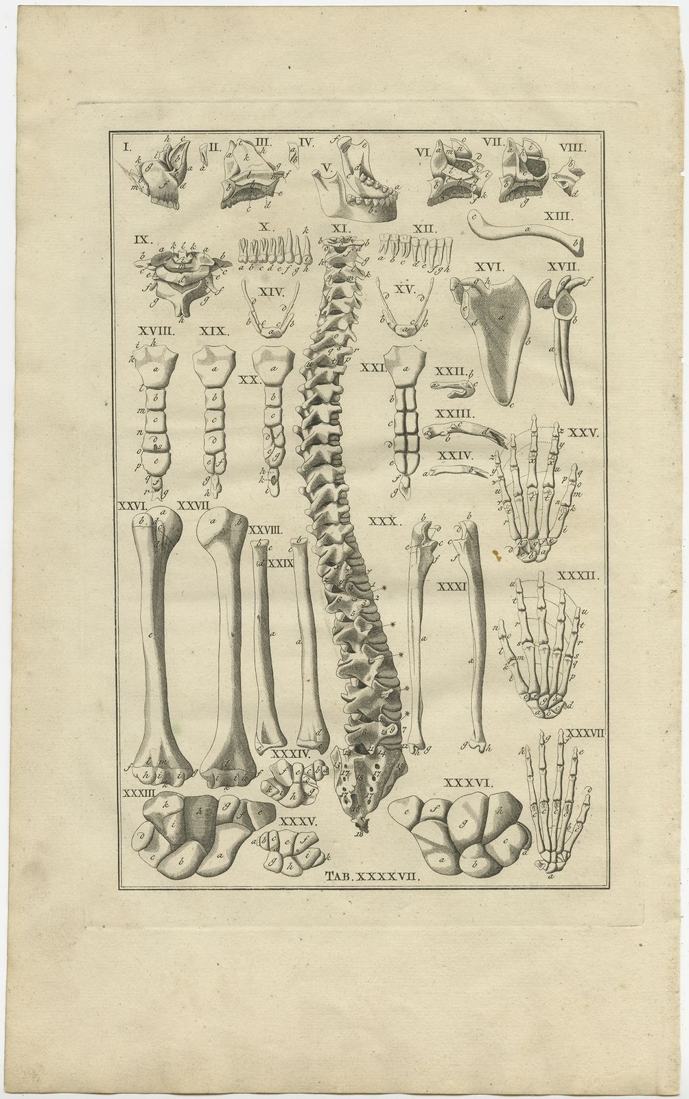 Pl. 47 Antique Anatomy Print Of The Human Skeleton By Elwe (1798 ...