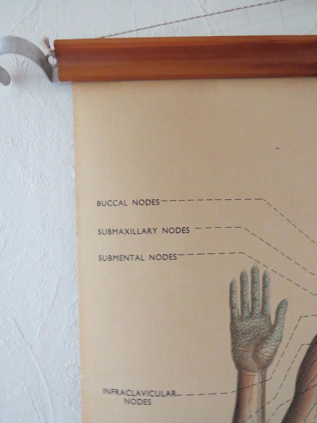 Vintage Pull Roll Down Medical School Body Chart Lymphatic System ...
