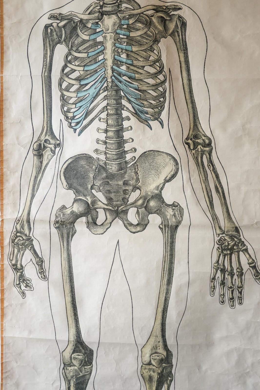 Proxy Skeleton Original Anatomical Vintage Dutch Educational School Wall Chart Human ...