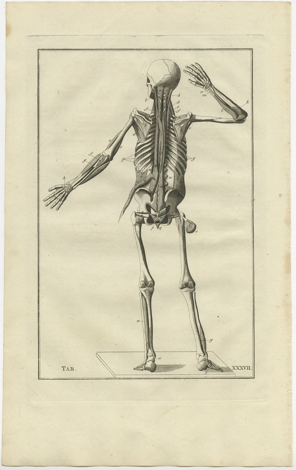Pl. 37 Antique Anatomy Print Of The Muscular System By Elwe (1798 ...