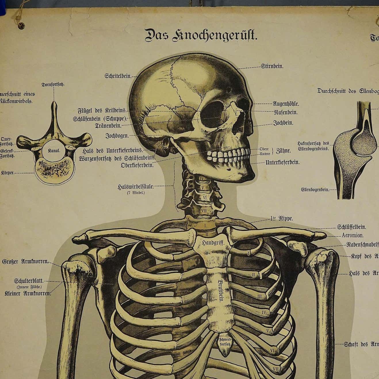 Antique Anatomical Wall Chart Depicting The Human Skeleton | Vinterior